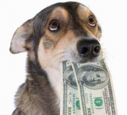 О проведении конкурса на отлов, чипирование, стерилизацию бездомных животных на 2016 год О проведении конкурса на отлов, чипирование, стерилизацию бездомных животных на 2016 год