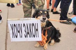 На публичные обсуждение вынесен проект закона "Об ответственном обращении с животными"