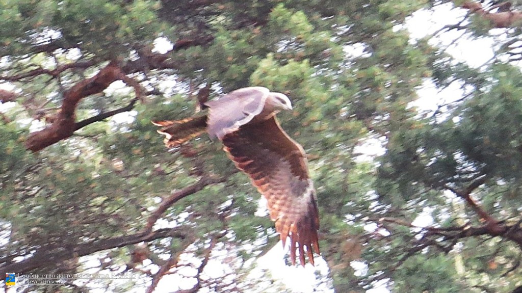Краснокнижные животные в нашем посёлке 3 Краснокнижные животные в нашем посёлке 3