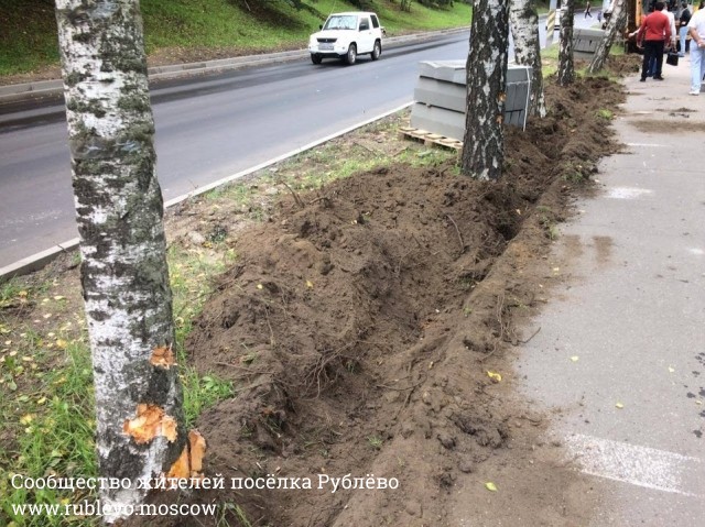 При благоустройстве на Обводном шоссе повреждены деревья При благоустройстве на Обводном шоссе повреждены деревья