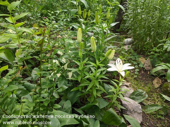 Жители Рублево рассказывают о традиции создания цветников в поселке 8 Жители Рублево рассказывают о традиции создания цветников в поселке 8