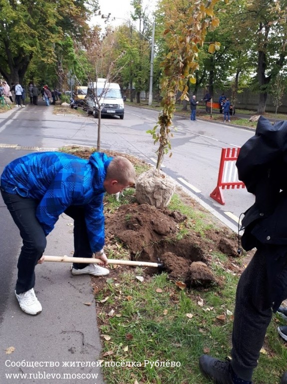 Жители Рублёво провели субботник по посадке лип! 14