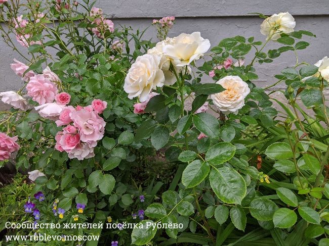Жители Рублево рассказывают о традиции создания цветников в поселке 3 Жители Рублево рассказывают о традиции создания цветников в поселке 3