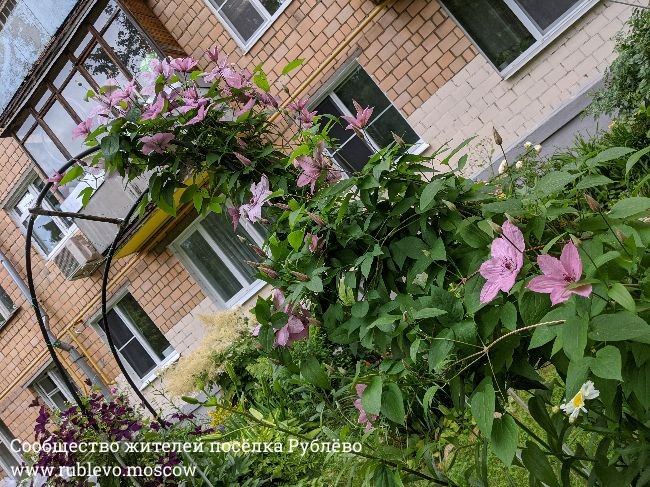 Жители Рублево рассказывают о традиции создания цветников в поселке 4 Жители Рублево рассказывают о традиции создания цветников в поселке 4