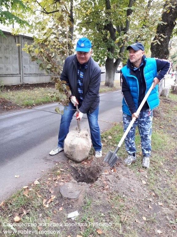 Жители Рублёво провели субботник по посадке лип! 10