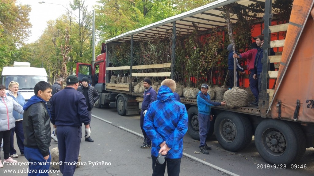 Жители Рублёво провели субботник по посадке лип! 0