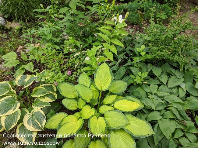 Жители Рублево рассказывают о традиции создания цветников в поселке 9 Жители Рублево рассказывают о традиции создания цветников в поселке 9