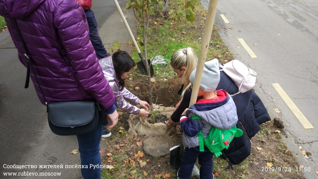 Жители Рублёво провели субботник по посадке лип! 22
