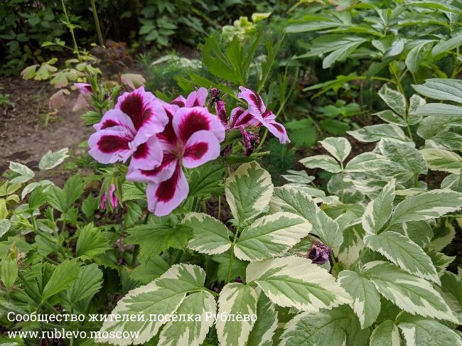 Жители Рублево рассказывают о традиции создания цветников в поселке 7 Жители Рублево рассказывают о традиции создания цветников в поселке 7