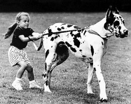 Дарить, покупать, выгуливать животных - по новым правилам