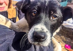 О поездке в Солнцевский приют для собак 26 марта 2017 года О поездке в Солнцевский приют для собак 26 марта 2017 года