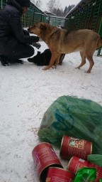Поездка в приют для собак в январе 2018 года