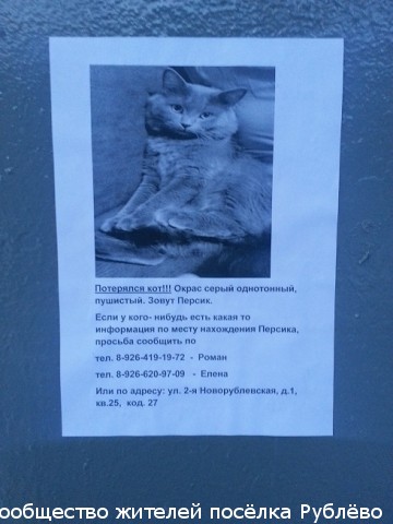 В Рублево пропал кот Персик